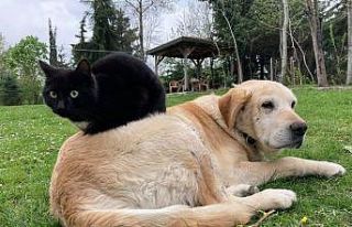 Kedi köpek maması ihracatı bin tonu geçti