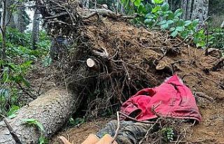 Kestiği ağacın altında kalan bir kişi hayatını...