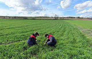 Kırklareli’nde tarlalara ekilen kuraklığa dayanıklı...