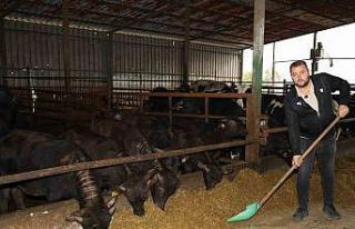 Kocaeli’de manda sayısı artıyor