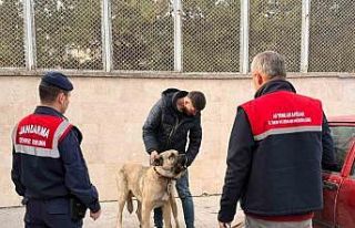 Köpek dövüştüren şahıslara jandarma baskını:12...