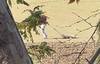 Köpek toplama görüntüleri tepki çekti