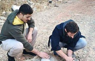 Köpeklerin saldırdığı yavru dağ keçisini 3...