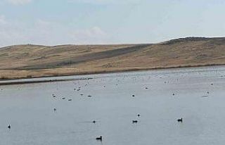 Köyceğiz Göleti’nde yaban ördeklerinden görsel...