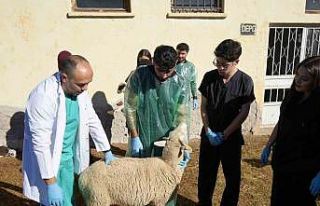 Küçükbaş hayvancılığa akademik dokunuş: 13...