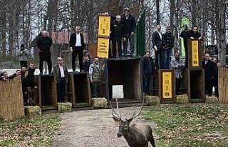 Kuzuyayla’nın GPS’li geyikleri