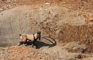 Malatya’da dağ keçileri görüntülendi