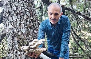 Mantar avcılarının ağaç tepelerinde tehlikeli...