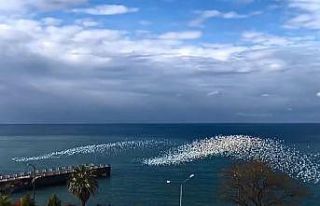 Martıların deniz üstündeki dansı izleyenleri...