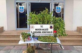 Mersin’de kenevir ekip uyuşturucu üreten şüpheli...