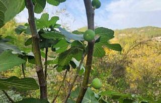 Mevsimi şaşıran incir ağaçları meyve verdi