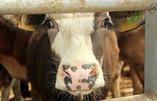 Mudurnu’da şap nedeniyle 18 köy ve 4 mahalle karantinaya...