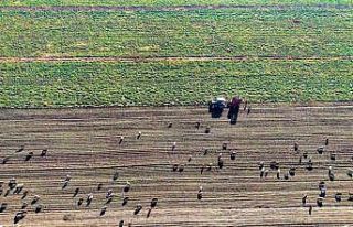 Muş Ovası’nda ’tatlı’ hasat devam ediyor