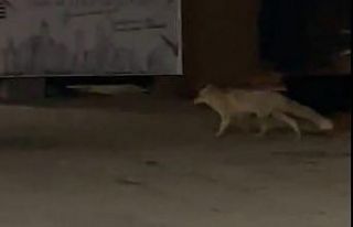 Muş’ta aç kalan tilki şehir merkezine indi