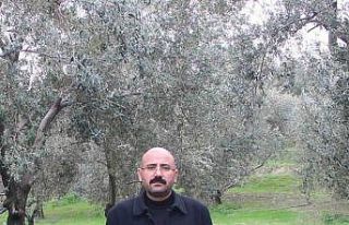 Mut’da bu yıl 120 bin ton zeytin rekoltesi bekleniyor