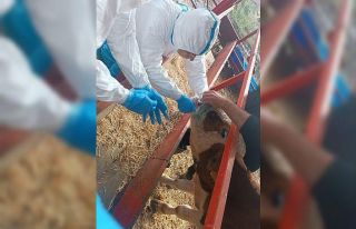 Nazilli’de şap hastalığıyla mücadele sürüyor