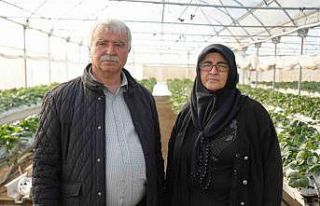 Niğde’de topraksız tarım yöntemiyle çilek üretimi...