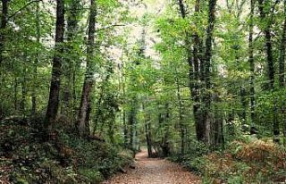 Ormanya sonbahar renkleriyle ziyaretçilerini ağırlıyor