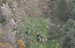 Osmaniye’de kaybolan 15 koyun dron ile bulundu
