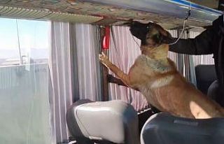 Otobüs bagajında skunk düzeneği: 8 kilo zehir...