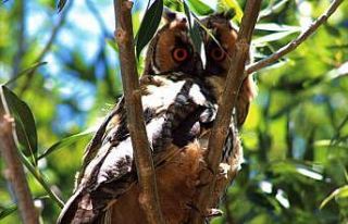 Özalp’te kulaklı orman baykuşu görüntülendi