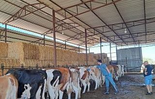 Riskli mahallelerde şap aşısı çalışmaları...