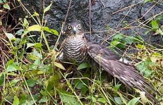 Rize’de atmacalar bıldırcın avında yarıştı