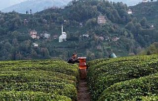 Rize’de dev çay bardağıyla yapılan çekim olay...