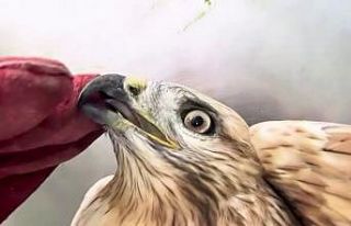 Sağlığına kavuşan kızıl şahin yeniden doğal...