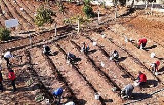 Salep toprakla buluşturuldu