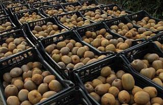 Samsun’da ‘2025 Yılı Kivi Hasat Etkinliği’