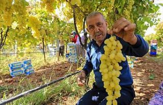 Sarıgöl’de üzüm fiyatları dibe vurdu
