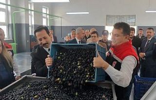 Şarköy’de zeytin hasadı yapıldı