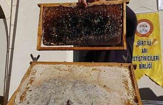 Siirt’te arıcılara 41 milyon 436 bin liralık...