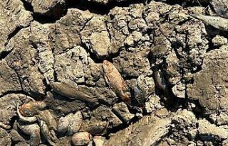 Siirt’te balık teleflerine karşı gölete 150...