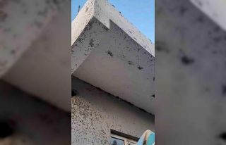 Siirt’te bir evin dış cephesini sinekler istila...
