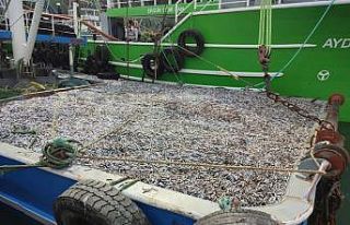 Sinop’ta hamsi denetimleri