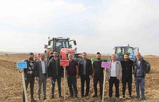 Sivas’ta 5 farklı ekmeklik buğday, pilot bölgede...
