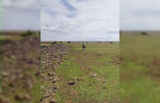 Siverek’te ilginç anlar kameraya yansıdı