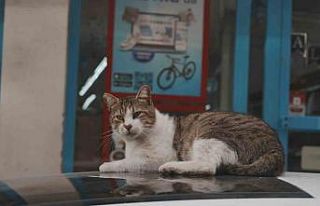 Sokak kedilerinin market mesaisi