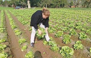 Söke’de gıda güvenliği için marul tarlalarında...