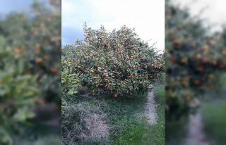 Söke’de zararlı popülasyonunda artış görüldü