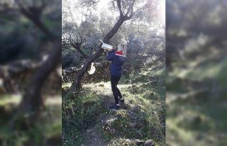 Söke’de zeytin sineği mücadelesi devam ediyor