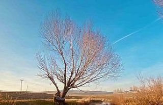 Sonbaharda sararan yapraklar görsel şölen oluşturdu