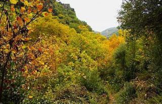Sonbaharın güzelliğine bürünen Koçak Kanyonu’na...