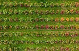 Sonbaharın renk cümbüşü Uludağ eteklerinde