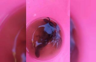 Su çektiği kuyudan semenderler çıktı