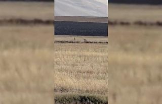 Susuz’da kurt sürüsü görüntülendi