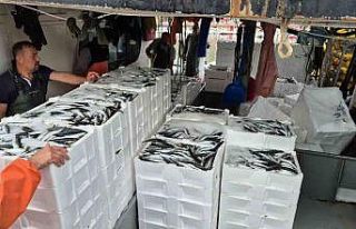 Tayfalar mutlu: Yüzlerce kasa balık yakalandı