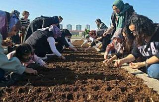 Tıbbi ve Aromatik Bitkiler Atölyesinde safran ekimi